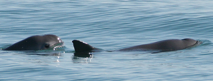 Image of two vaquitas in the Gulf of California