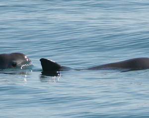 Image of two vaquitas in the Gulf of California