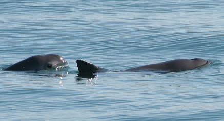 Image of two vaquitas in the Gulf of California