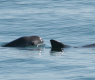 Image of two vaquitas in the Gulf of California