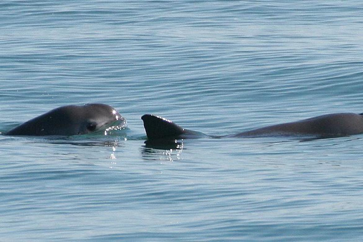 Image of two vaquitas in the Gulf of California