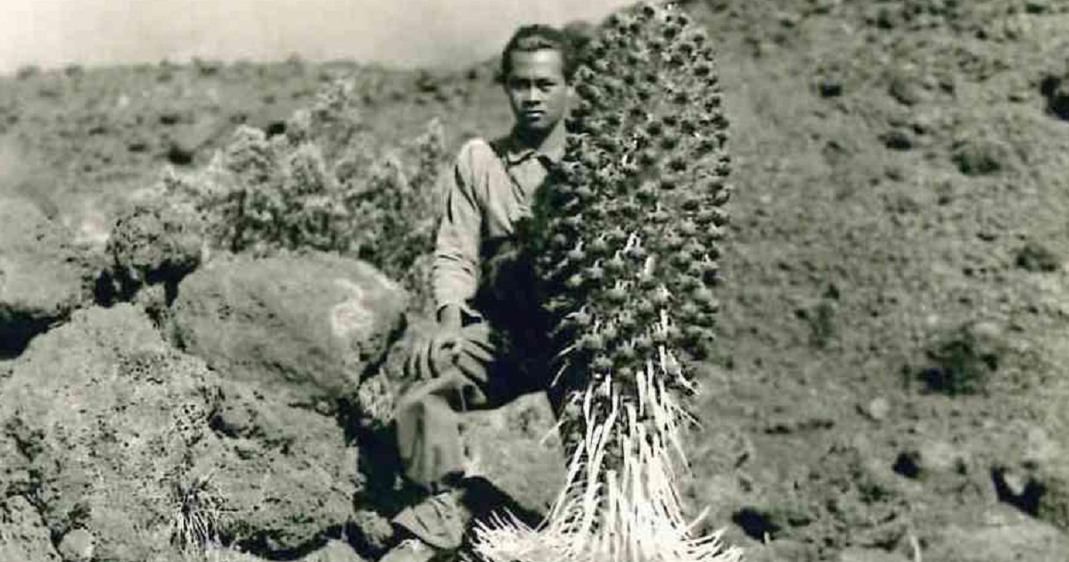 Image of person next to silversword plant
