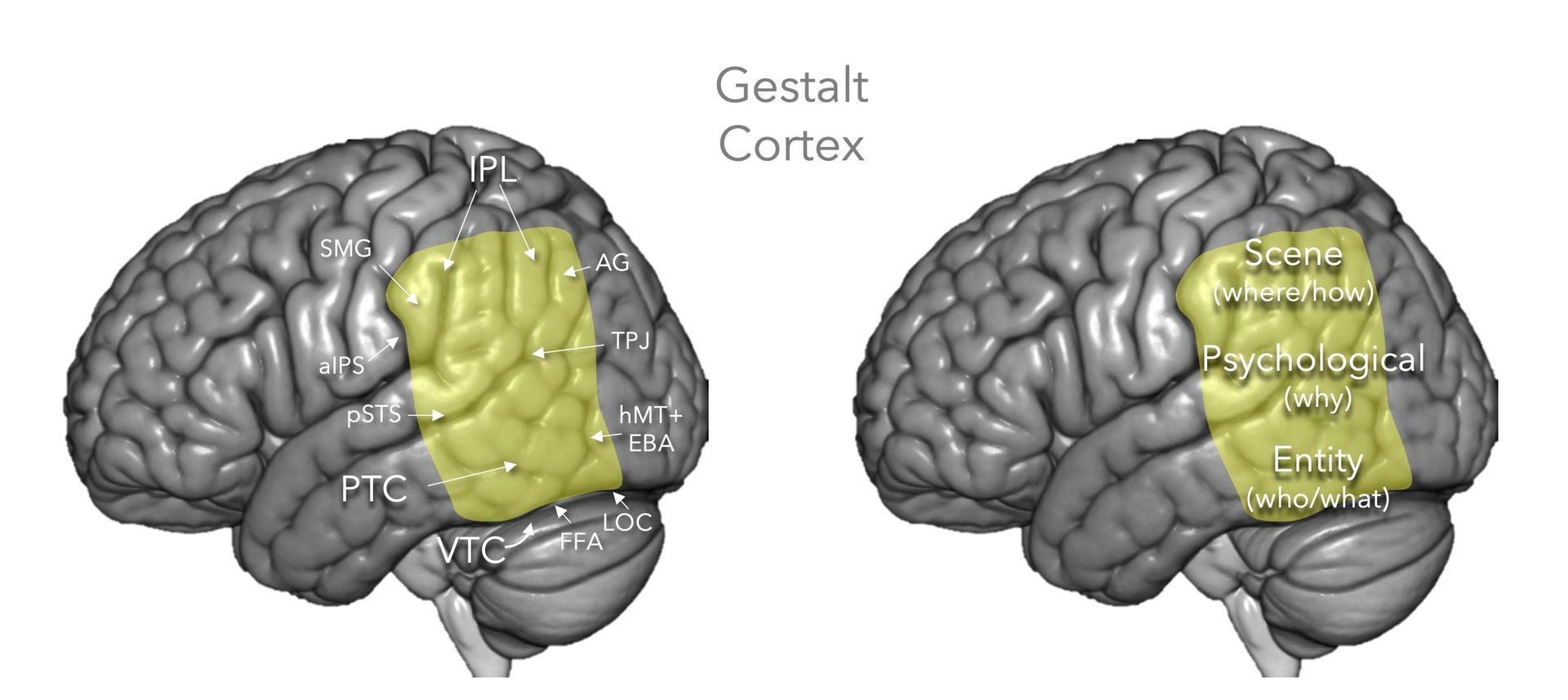 Image of The brain’s “gestalt cortex”