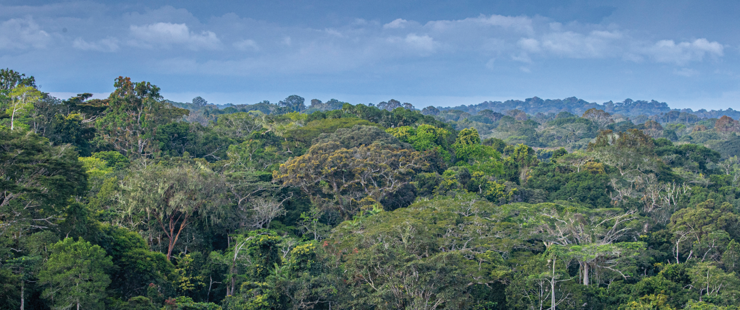Image of green forest canopy taken from above, in the Congo Basin, beneath a blue sky with a thin layer of clouds