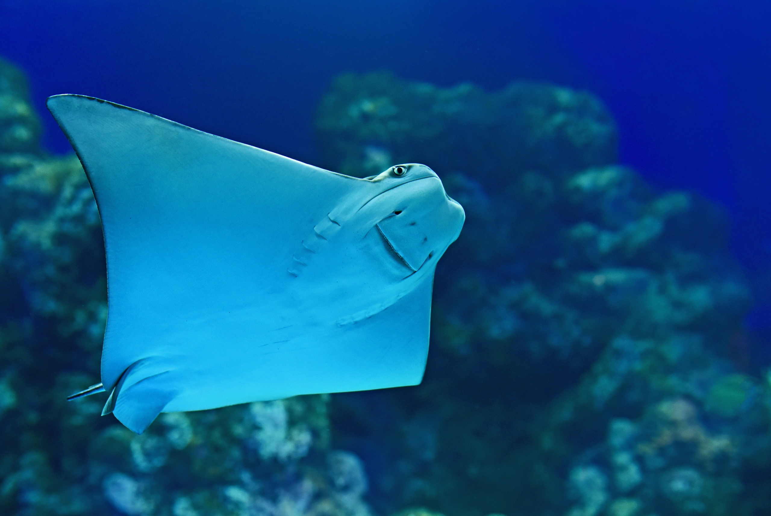 Image of a ray underwater, photographed from below with the nose visible.