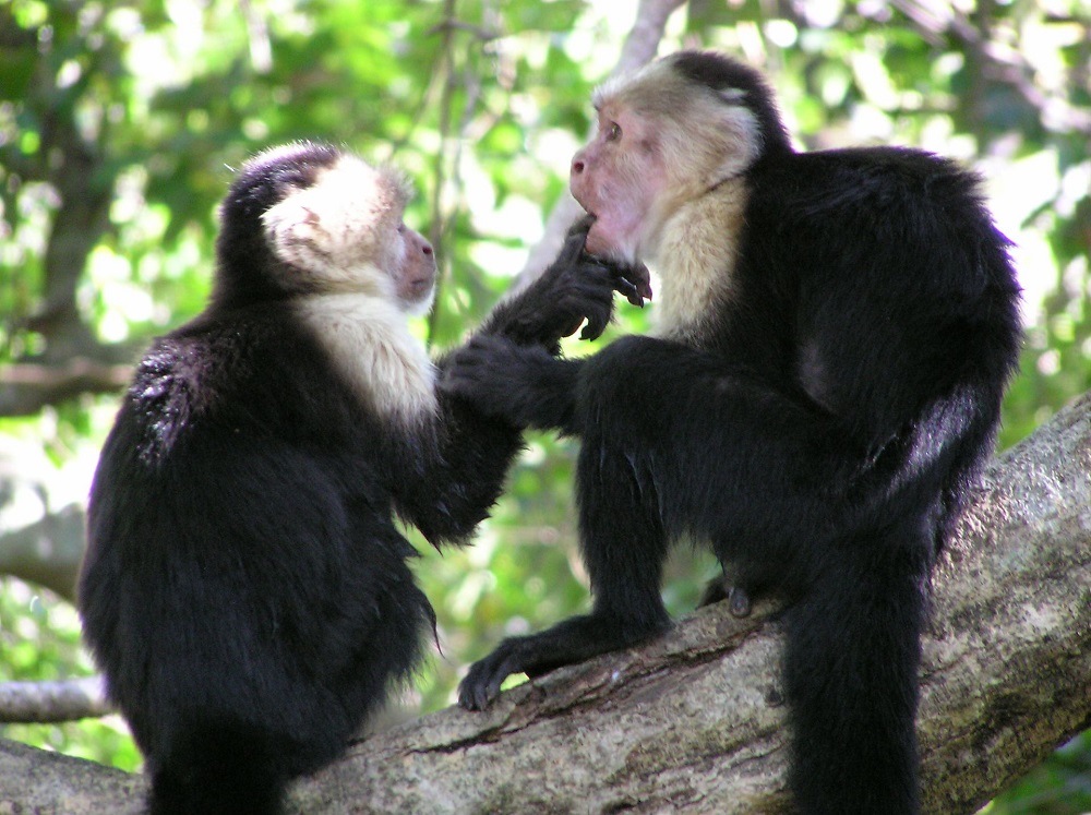Image of two white-faced capuchin monkeys