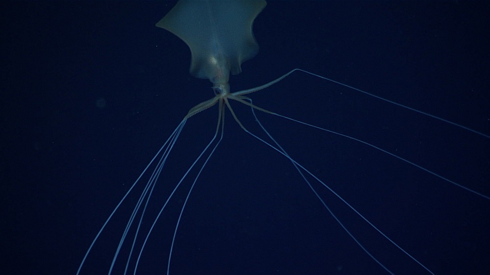 Image of bigfin squid