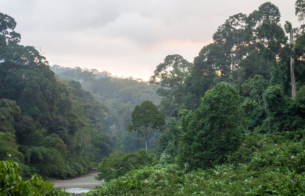 Dipterocarp Forest at Danum Valley | Mike Prince/Flickr