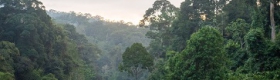 Dipterocarp Forest at Danum Valley | Mike Prince/Flickr