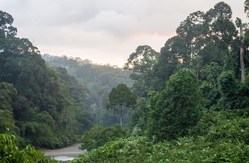 Dipterocarp Forest at Danum Valley | Mike Prince/Flickr