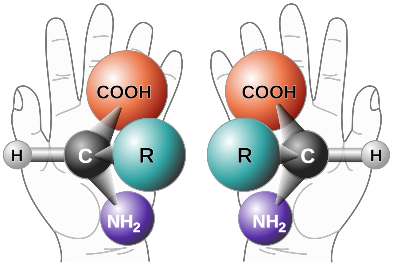 This image illustrates how molecules in nature — in this case, a generic amino acid — can have two enantiomers, or mirror-image versions. 