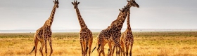 Giraffes on a plain