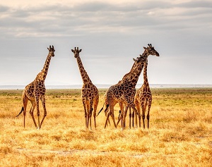Giraffes on a plain