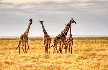 Giraffes on a plain