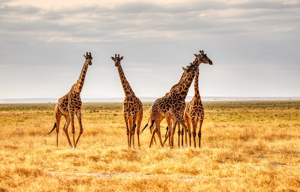 Giraffes on a plain