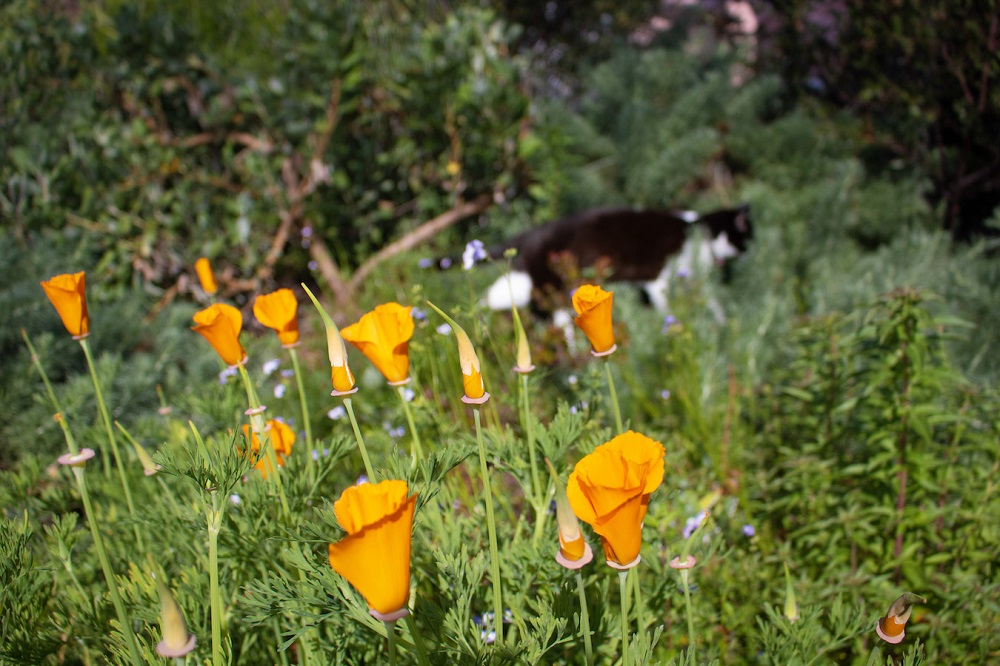 California poppies with cat in background