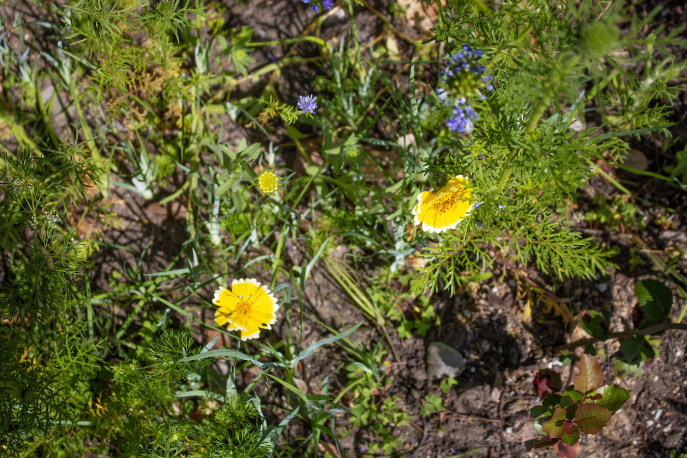 Tidy tips and globe gilia