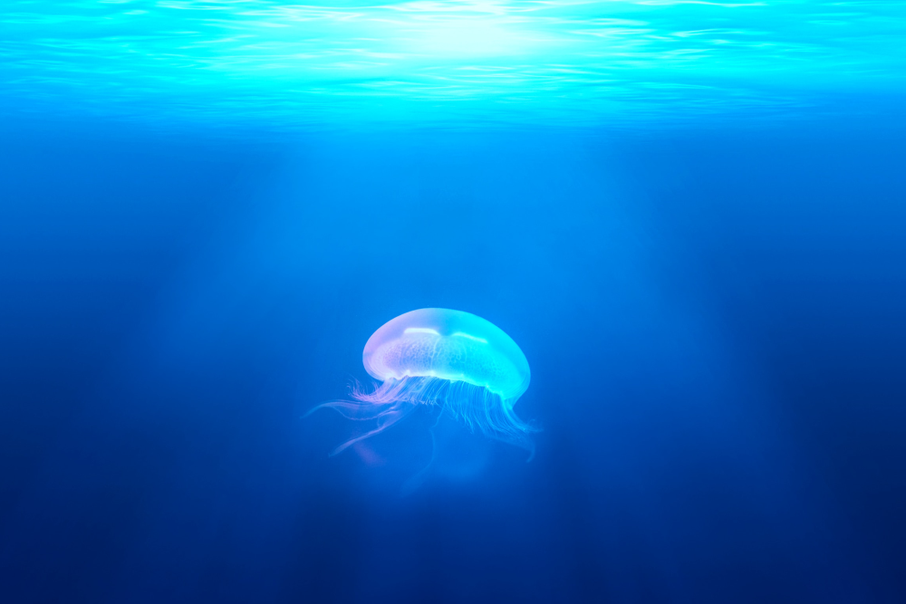 Artist illustration of jellyfish in clear blue water
