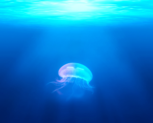 Jellyfish_363 Artist illustration of jellyfish in clear blue water