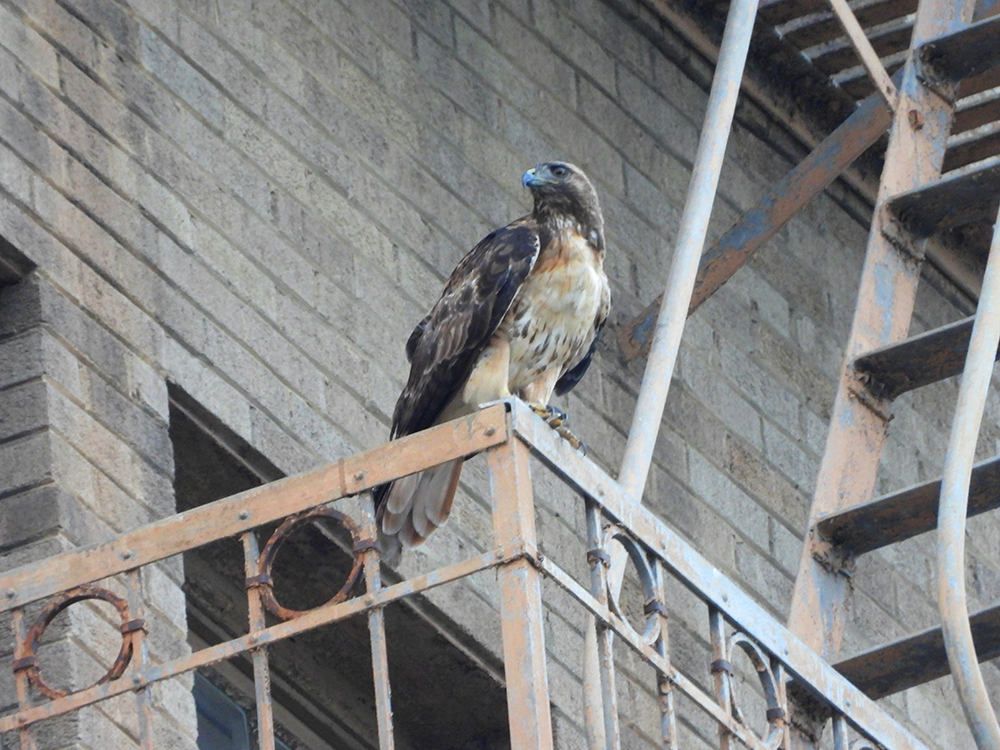 Red-tailed hawk perched outside of a city building