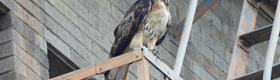 Red-tailed hawk perched outside of a city building