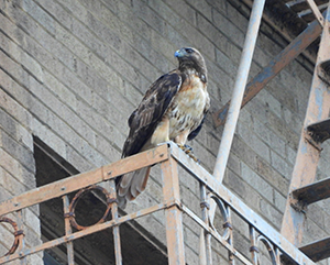 Red-tailed+hawk+by+Nurit+Katz+UCLA-363 Red-tailed hawk perched outside of a city building
