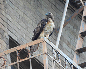 Red-tailed hawk perched outside of a city building