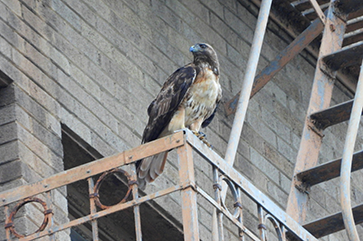 Red-tailed hawk perched outside of a city building