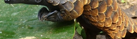 Pangolin in its habitat