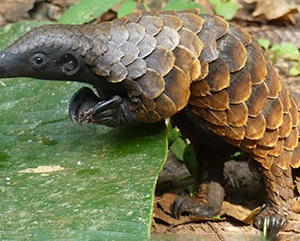 Pangolin in its habitat