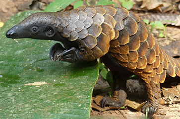 Pangolin in its habitat