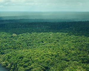 Aerial view of rainforest in Amazonas, Brazil