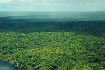 Aerial view of rainforest in Amazonas, Brazil