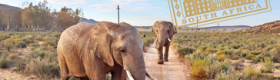 Two elephants walk down a dirt path where green native desert plants abound to the left and right; trees and mountains in the distance give way to a blue partially-cloudy sky. On the upper-right hand side, a yellow-gold stamp with the words "Cape Town - South Africa," and a building in the center.