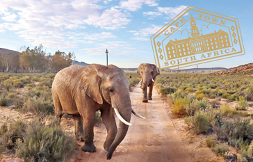 Two elephants walk down a dirt path where green native desert plants abound to the left and right; trees and mountains in the distance give way to a blue partially-cloudy sky. On the upper-right hand side, a yellow-gold stamp with the words "Cape Town - South Africa," and a building in the center.