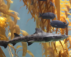 Leopard shark in kelp