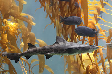 Leopard shark in kelp