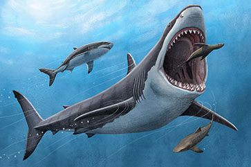 Megalodon illustration