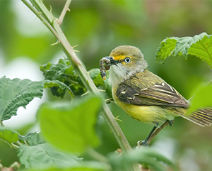 White-eyed vireo with food sitting on branch