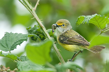 White-eyed vireo with food sitting on branch