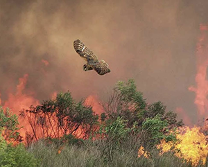 birds_fire_363 Owl flying away from fire