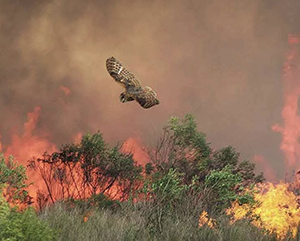 Owl flying away from fire