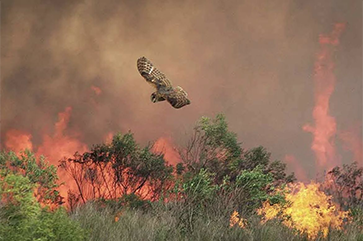 Owl flying away from fire