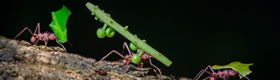 Closeup photo of three ants carrying leaves