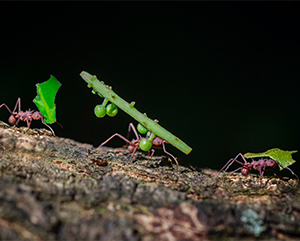 Closeup photo of three ants carrying leaves