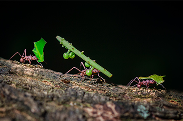 Closeup photo of three ants carrying leaves