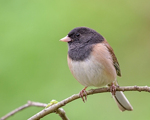 Dark-eyed junco perched on a branch