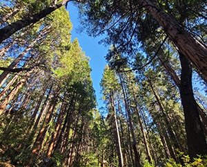 Central coast forest