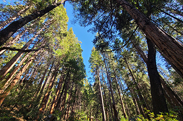 Central coast forest