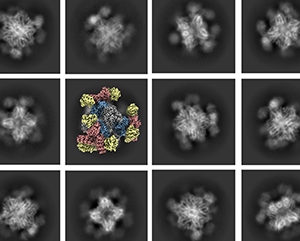 Cryo-EM images